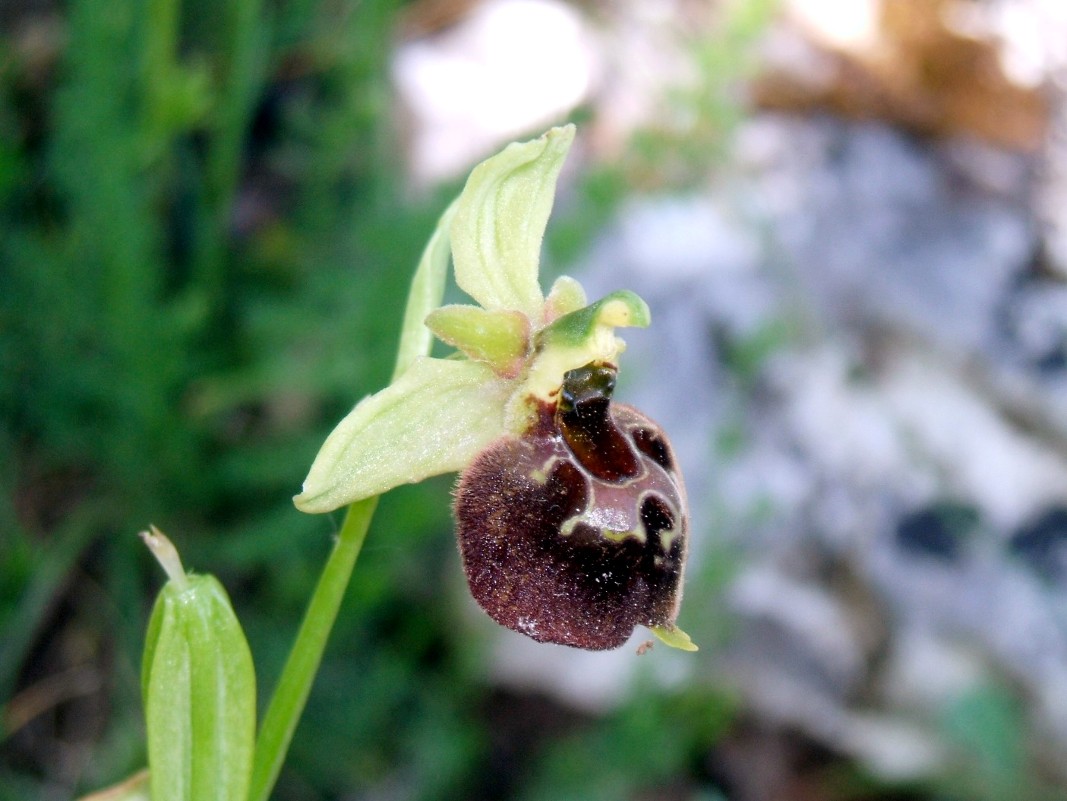 Ibrido: Ophrys biscutella x ??